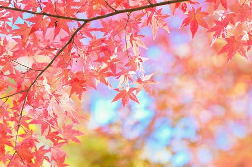 紅葉、秋の行楽シーズン 紅葉、秋の行楽シーズンの写真