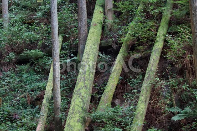倒木③ 倒木,コケ,登山道の写真素材