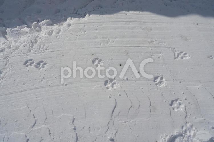 犬の足跡　愛犬の散歩中の雪の足跡 雪,冬,外の写真素材