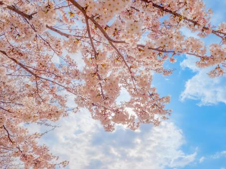 下から見た桜 下から見た桜の写真