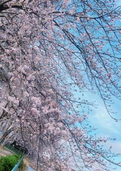 桜 桜の写真