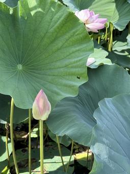 Photo, lotus, lotus flower, ancient lotus no sato, 