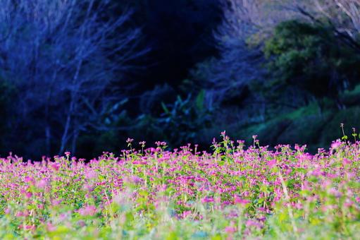 Photo, flower, red buckwheat, soba, 