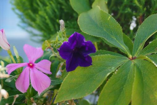 2色の草花 2色の草花 自然,花,草花の写真素材