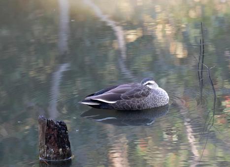 寝ているカルガモ 寝ているカルガモの写真