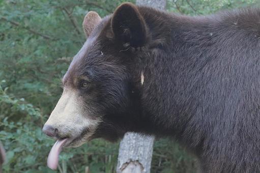 Photo, american black bear, bear, kobe animal kingdom, 