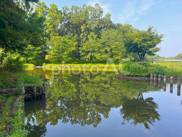 【シンメトリー】古河公方公園の風景 シンメトリー,古河公方公園,公園の写真素材
