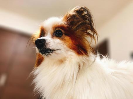 パピヨン パピヨン 動物,生き物,犬の写真素材