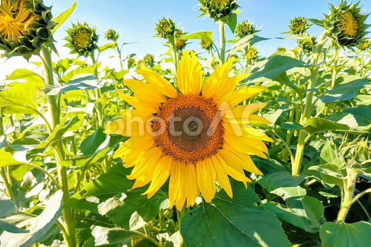 癒やしのひまわり 花,ひまわり,ひまわりの花の写真素材