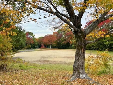 秋の公園 公園,広場,遊具の写真素材