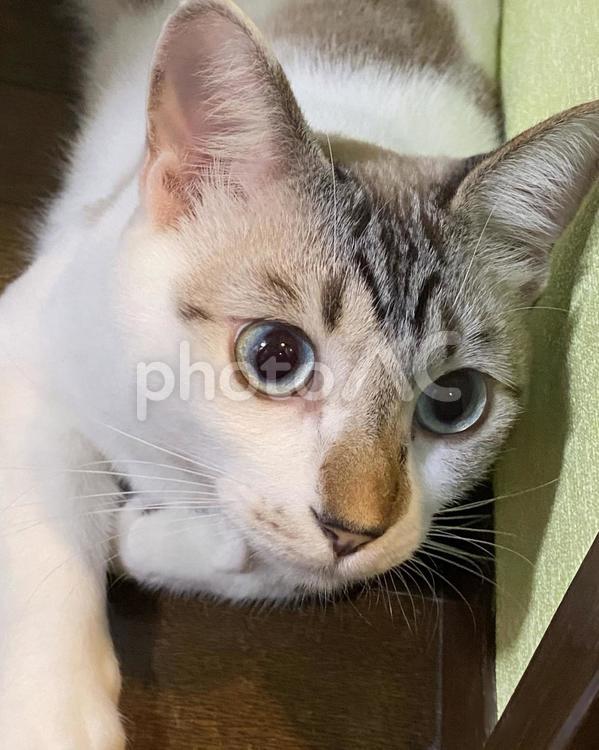 ぱっちりお目目のシャムミックス猫様 猫,シャムトラ,微睡むの写真素材