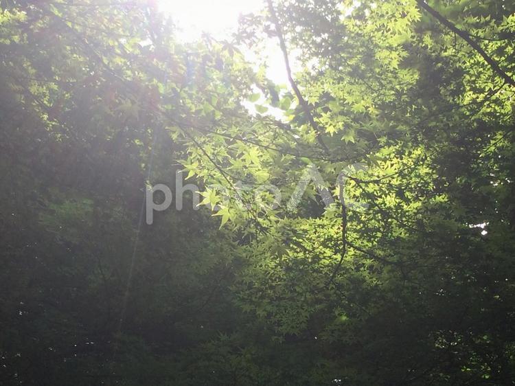 木漏れ日 木漏れ日,太陽,光の写真素材