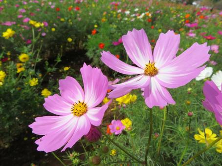 あけぼの山農業公園のコスモス あけぼの山農業公園のコスモス 秋桜,花,ピンクの写真素材