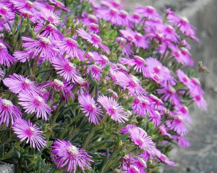 【花の写真】マツバギク(松葉菊) 【花の写真】マツバギク(松葉菊) マツバギク,松葉菊,ハマミズナ科の写真素材
