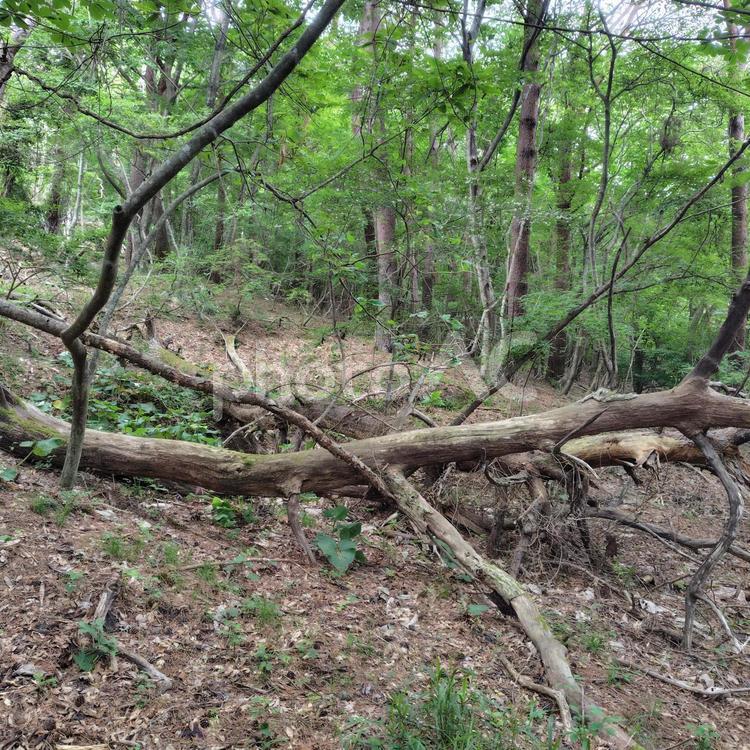 登山中の倒木 倒木,木,登山の写真素材