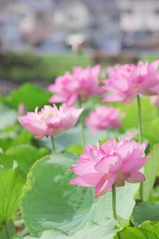 蓮の花 蓮の花の写真