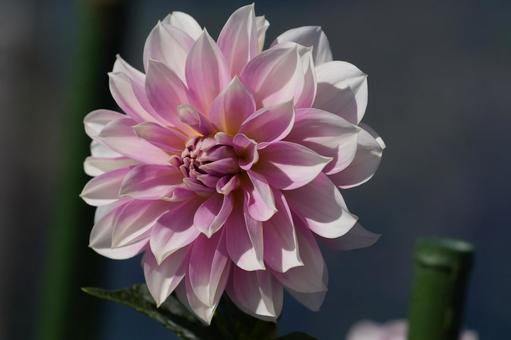 ダリア（栄冠）の写真