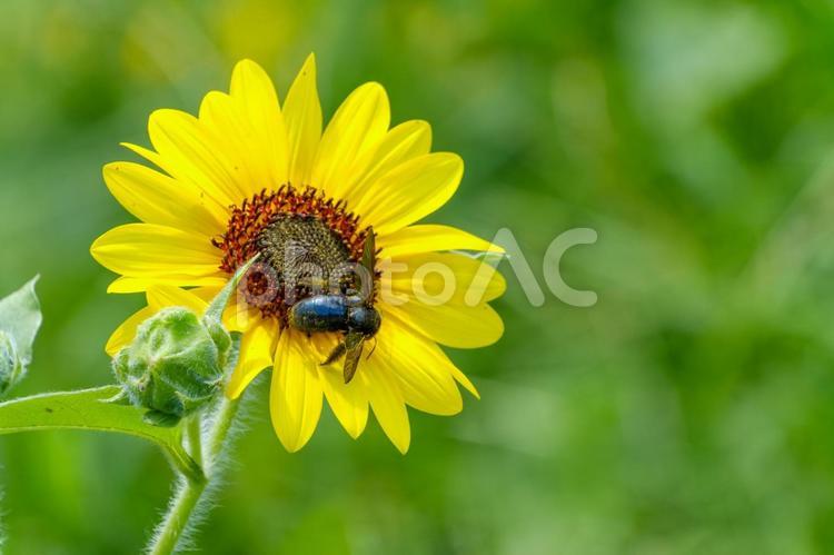 クマバチが訪れる黄色いひまわり 向日葵,花,花びらの写真素材