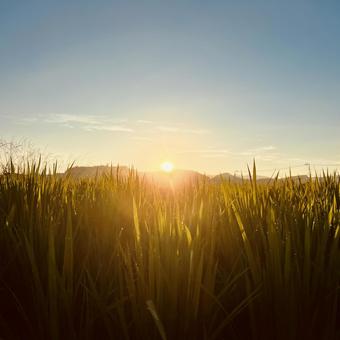 朝日 sunrise 朝日 sunriseの写真