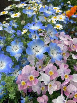 Nemophila North Pole Viola, JPG