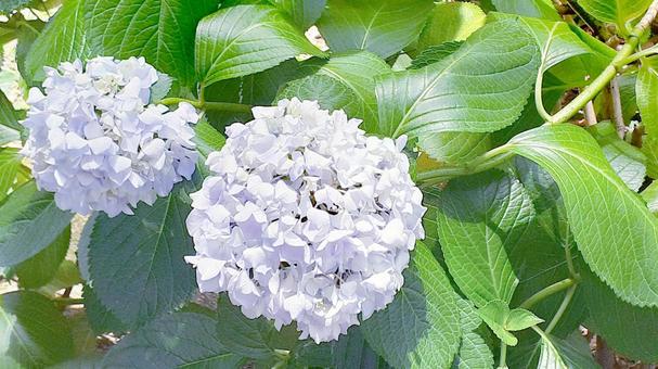 Hydrangea, JPG