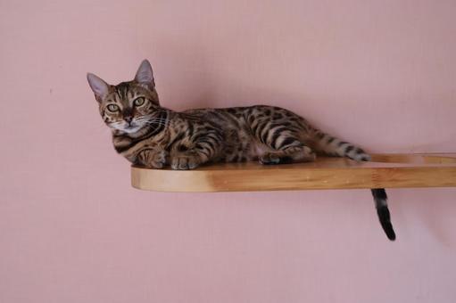ベンガル ベンガルの写真