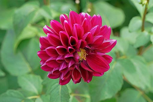 宝塚ダリア園秋ダリア63パープルシャドー 宝塚市,宝塚ダリア園,ダリアの写真素材