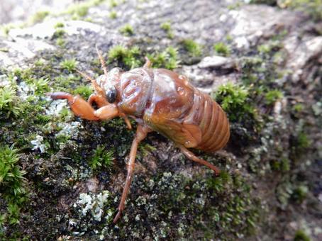 【昆虫写真】地上にでてきた蝉の幼虫 【昆虫写真】地上にでてきた蝉の幼虫の写真
