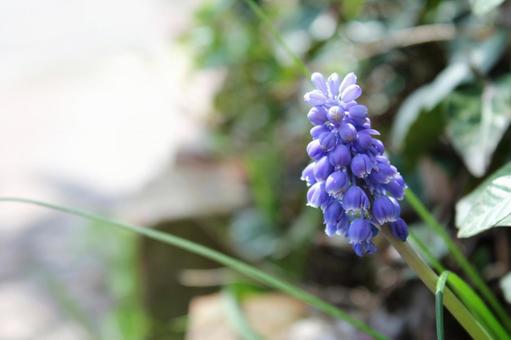 花壇の脇から春の日差しを求めるムスカリ 花壇の脇から春の日差しを求めるムスカリの写真