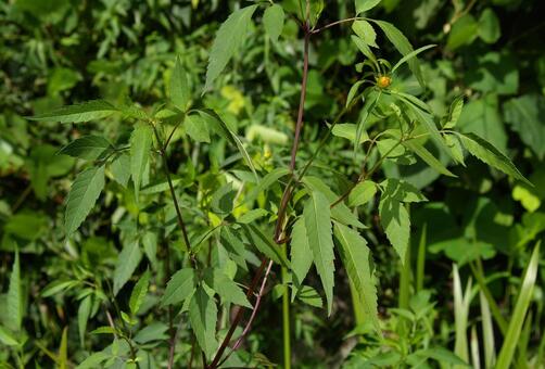 アメリカセンダングサ アメリカセンダングサ,亜米利加栴檀草,セイタカタウコギの写真素材