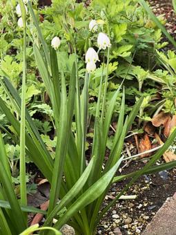 かわいい花の写真