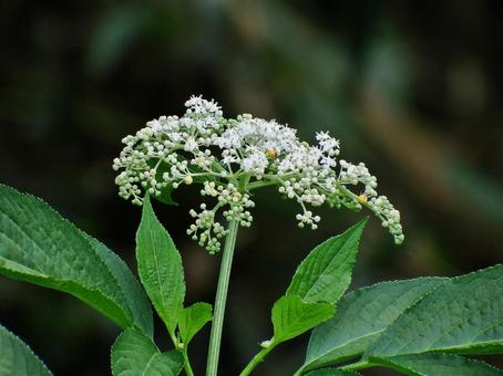 開花を始めたソクズ 開花を始めたソクズ ソクズ,クサニワトコ,花の写真素材