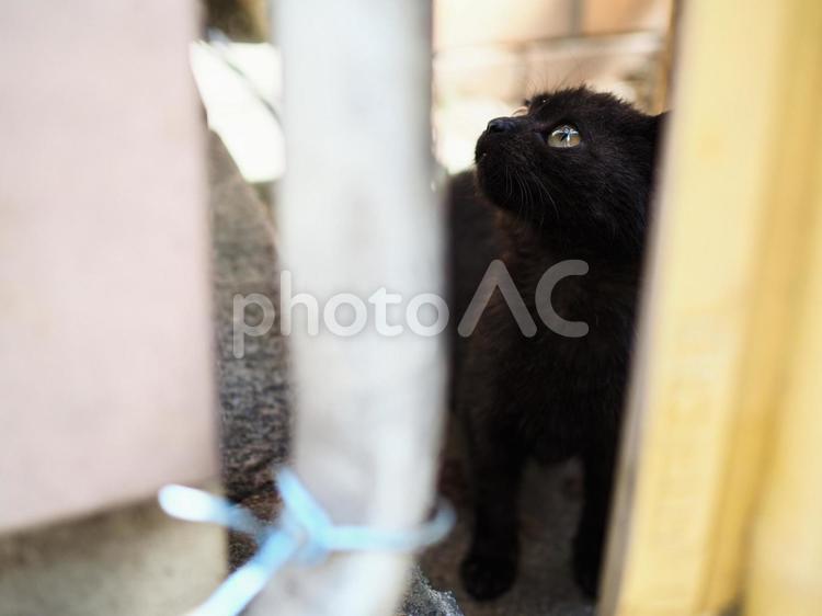 黒猫の子猫 猫,黒猫,子猫の写真素材