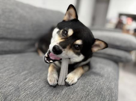 かみかみ柴 かみかみ柴 犬,柴犬,黒柴の写真素材