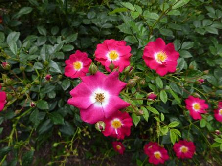 ローズガーデンの花8 ローズガーデンの花8の写真