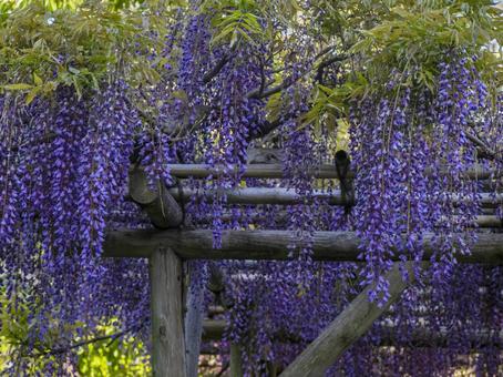 藤の花 藤の花の写真