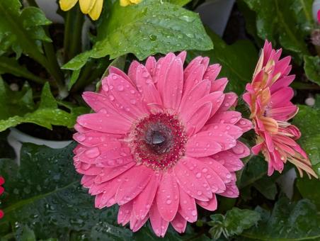 Beautiful gerbera, JPG Beautiful gerbera, JPG