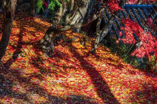 佐々木家住宅の秋景色⒁ 晩秋,紅葉,モミジの写真素材