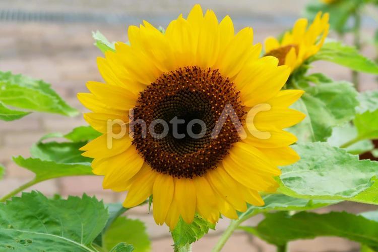 夏の花　ひまわり ひまわり,ヒマワリ,向日葵の写真素材