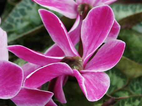 Photo, cyclamen, flower, (a flower) to turn its petals backward, 