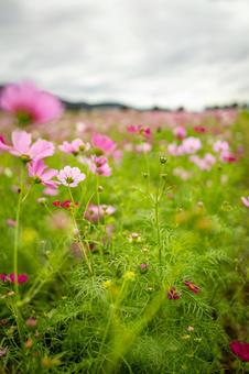 笠岡ベイファームのコスモス コスモス,自然,秋の写真素材