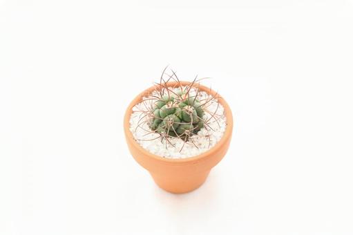 白色背景上的迷你仙人掌 白色背景上的迷你仙人掌