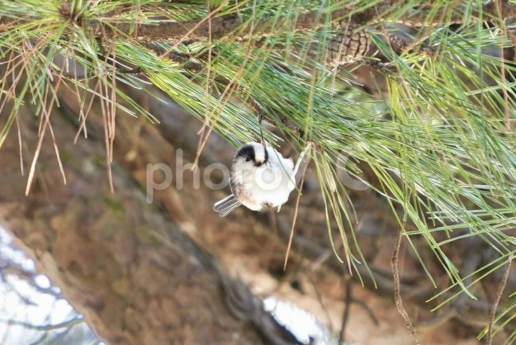 松の葉とエナガのひと休み エナガ,小鳥,鳥の写真素材
