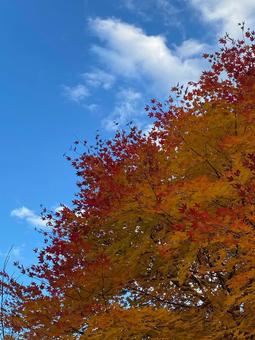 紅葉 紅葉,秋,もみじの写真素材
