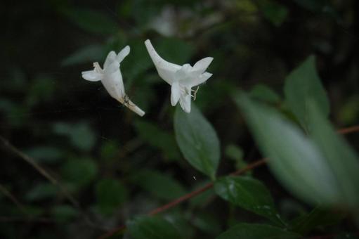 Photo, 화이트, 백정 꽃, 녹색, 