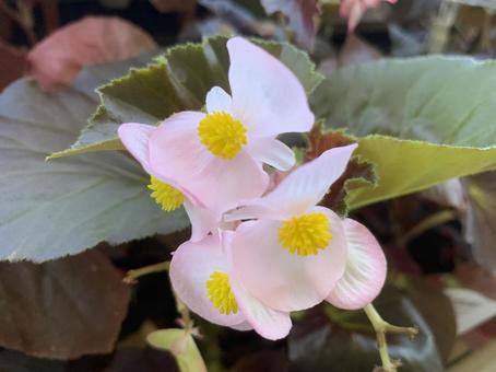 フォーカルポイント 観葉植物 フォーカルポイント 観葉植物の写真