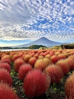 コキアと富士山 コキアと富士山 富士山,コキア,河口湖の写真素材