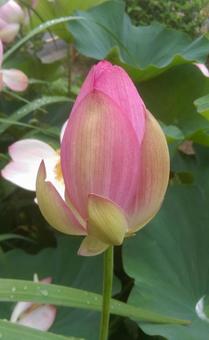 Photo, lotus, flower, plant, 