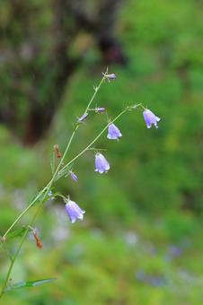 Photo, kobe city forest botanical garden, autumn, natural, 