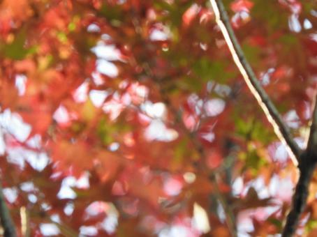 紅葉 紅葉の写真
